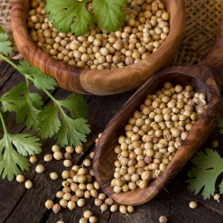 Coriandre graines Espagne img2